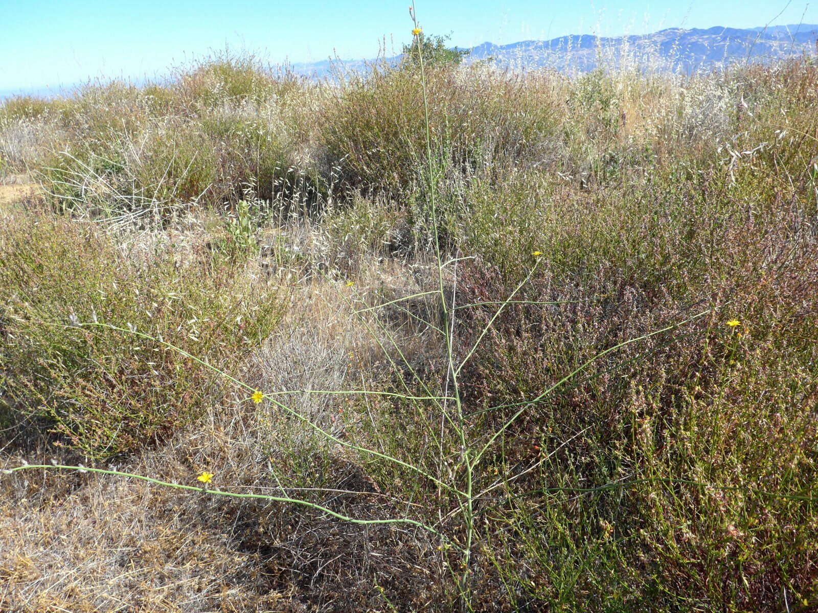 High Resolution Chondrilla juncea Plant